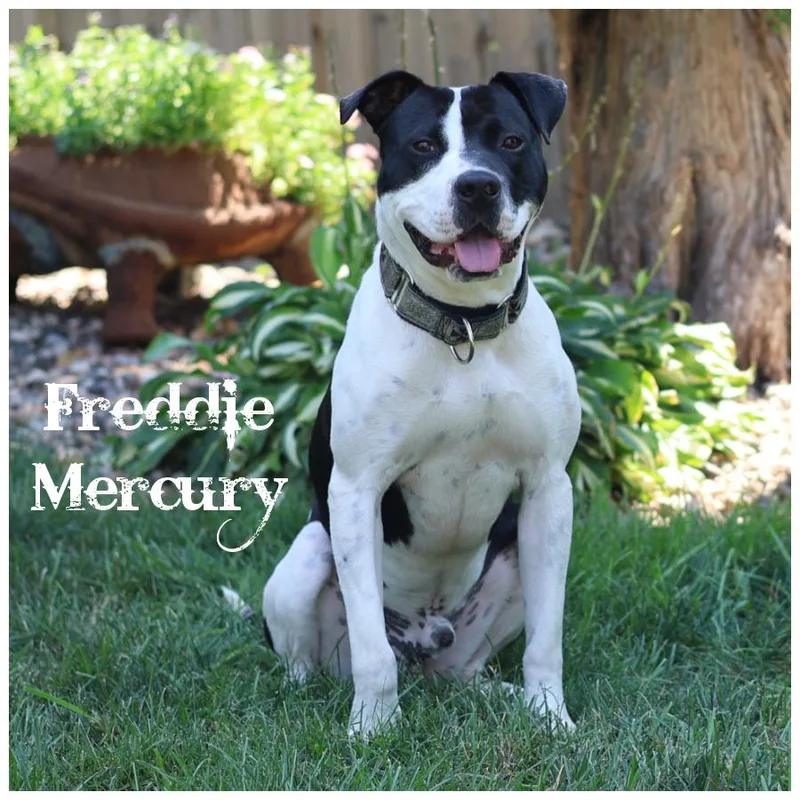 Freddie Mercury thumbnail 2