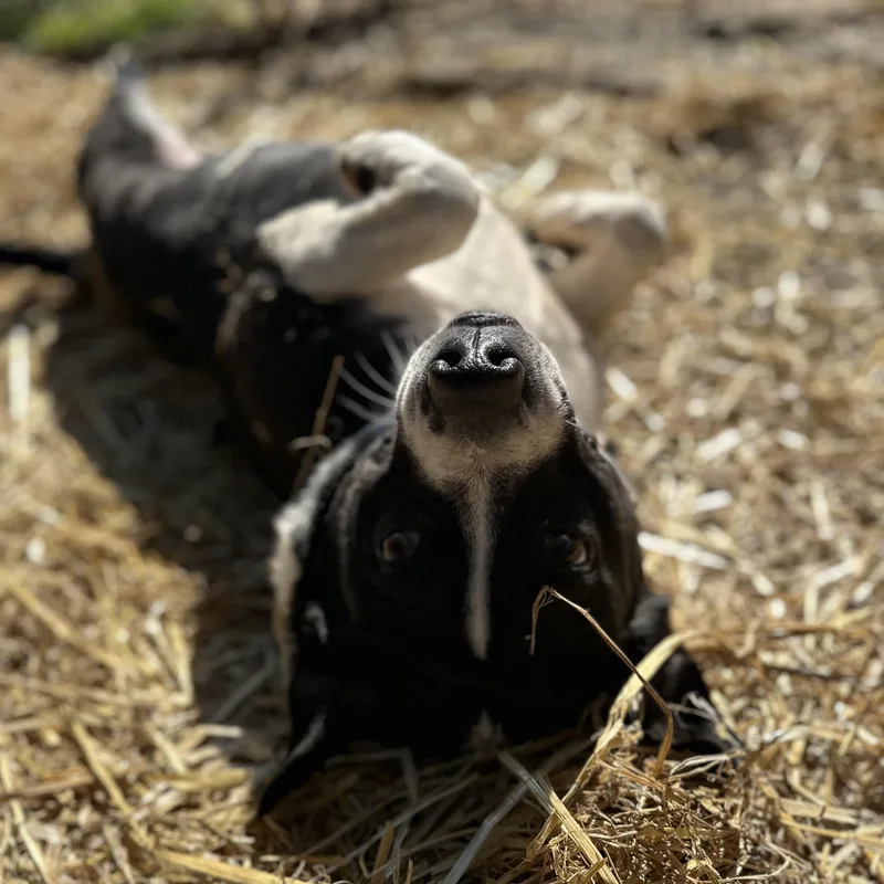 Governor thumbnail 4