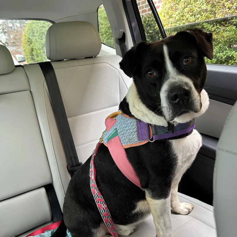 Governor thumbnail 5