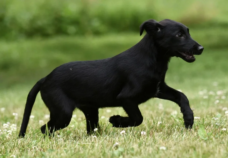 A baby large-sized female German Shepherd Dog dog named Amber for adoption in Mechanicsburg, PA