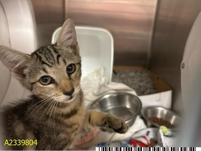 A baby small-sized female Domestic Short Hair cat named Noodles for adoption in West Palm Beach, FL