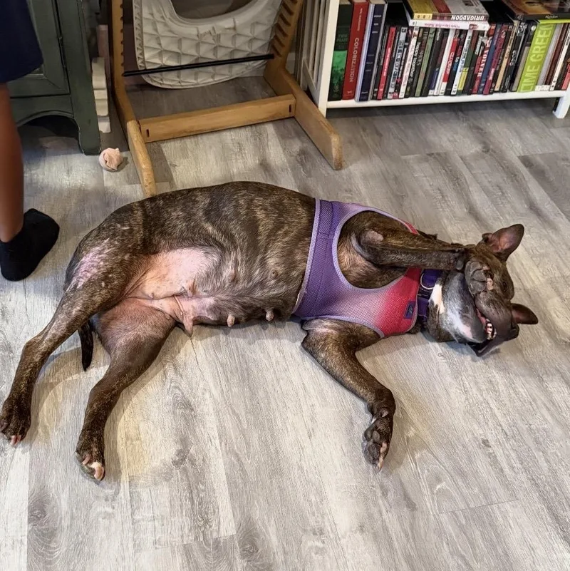 A senior large-sized female Pit Bull Terrier dog named Roxy for adoption in Pelham, NH