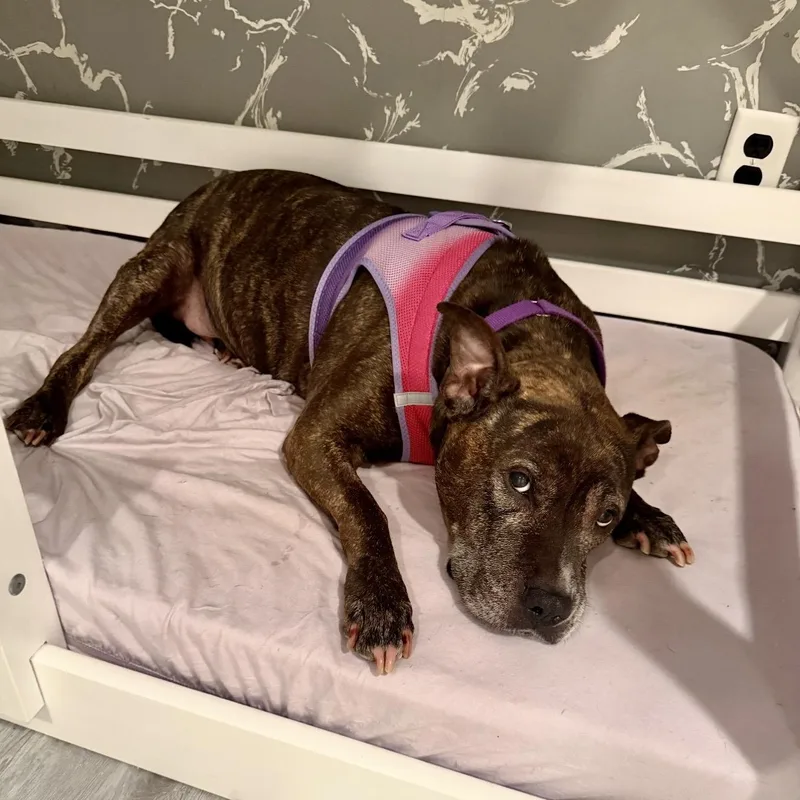 Roxy thumbnail 2