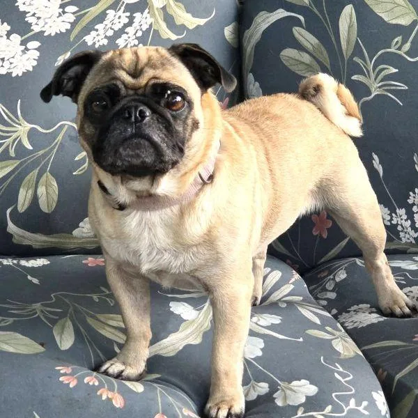 A young small-sized female Yellow / Tan / Blond / Fawn Pug dog named Winnie for adoption in Alvin, TX