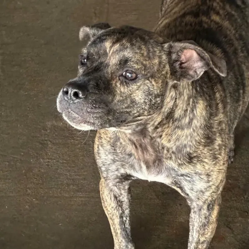 A young medium-sized female Brindle Pit Bull Terrier dog named Carmilla for adoption in East Saint Louis, IL
