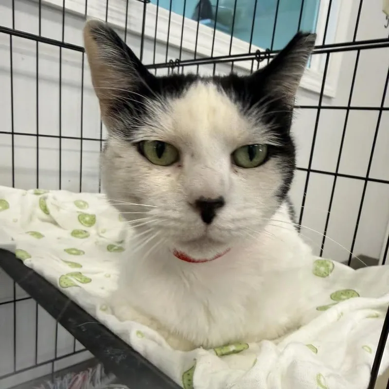 A senior medium-sized female White Domestic Short Hair cat named Mary for adoption in Hamburg, NY