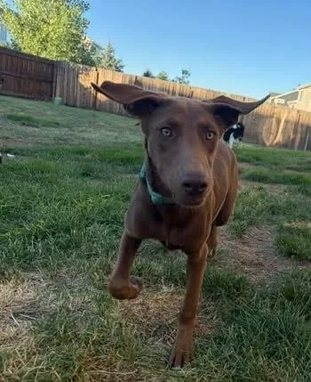 Clover