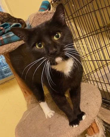 An adult large-sized male Domestic Short Hair cat named Cassie for adoption in Escondido, CA