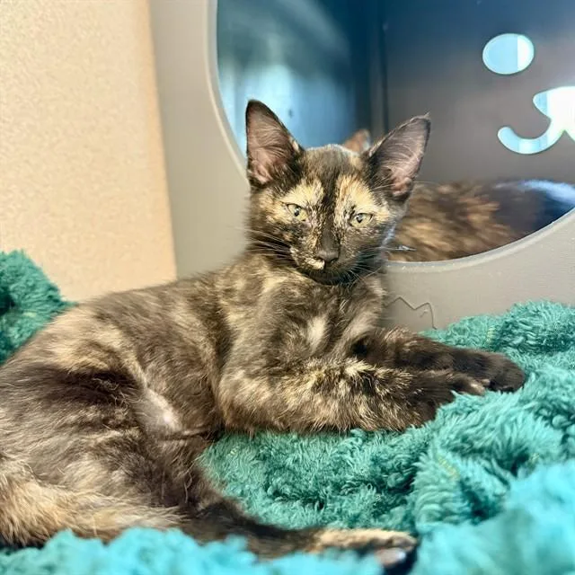 A baby small-sized female Domestic Short Hair cat named Tuna for adoption in Leesburg, VA