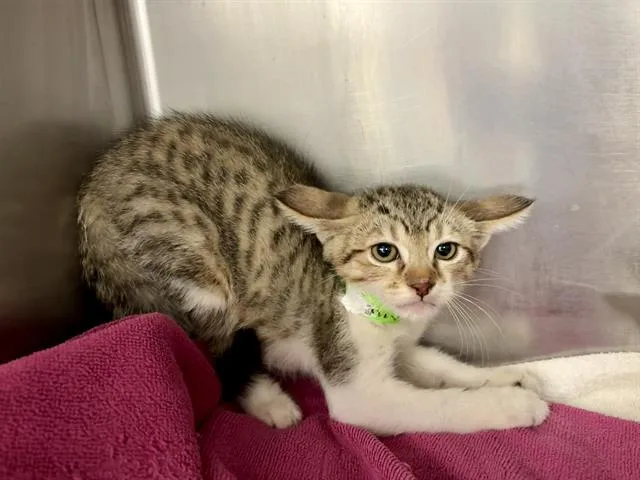 A baby small-sized male Domestic Short Hair cat named Sonny for adoption in Visalia, CA