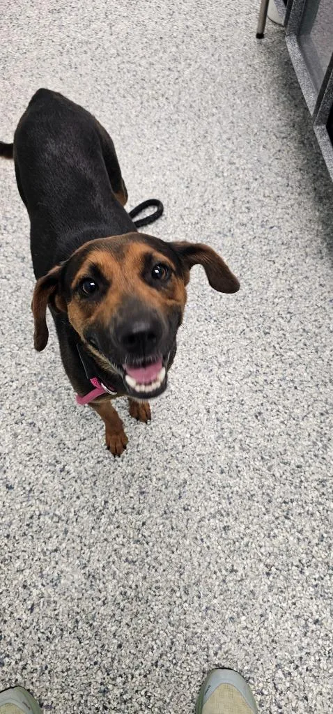 A young medium-sized female Terrier dog named Millie for adoption in Athens, TN