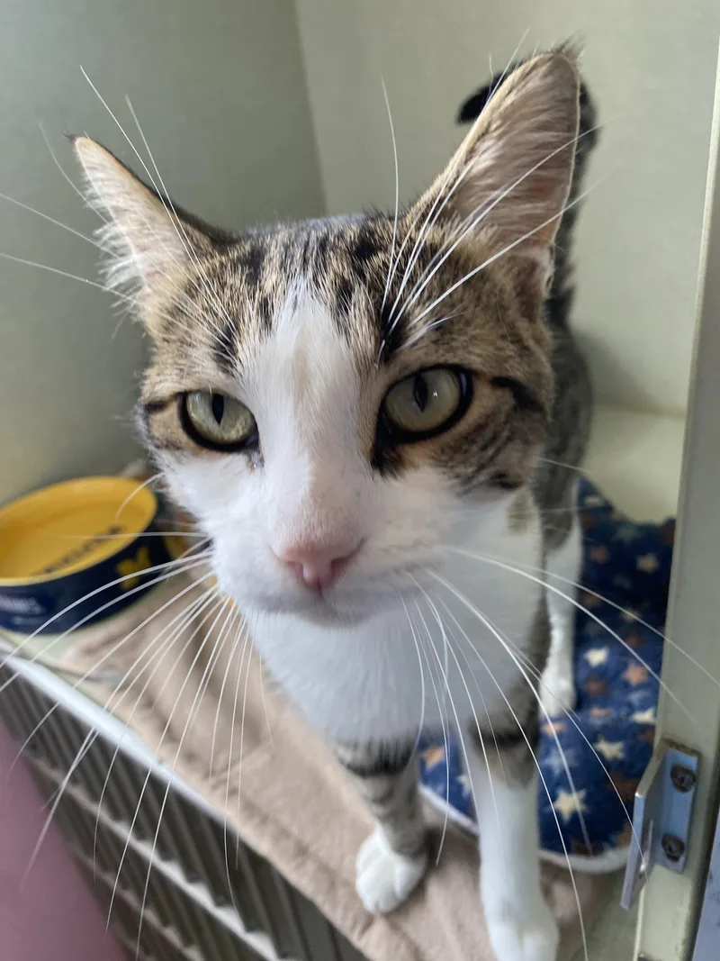 A young medium-sized male Domestic Short Hair cat named Jake for adoption in Belleville, MI