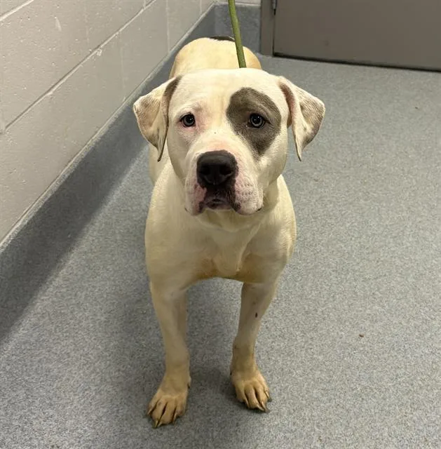 A young large-sized female Pit Bull Terrier dog named Big Gurl for adoption in Indianapolis, IN