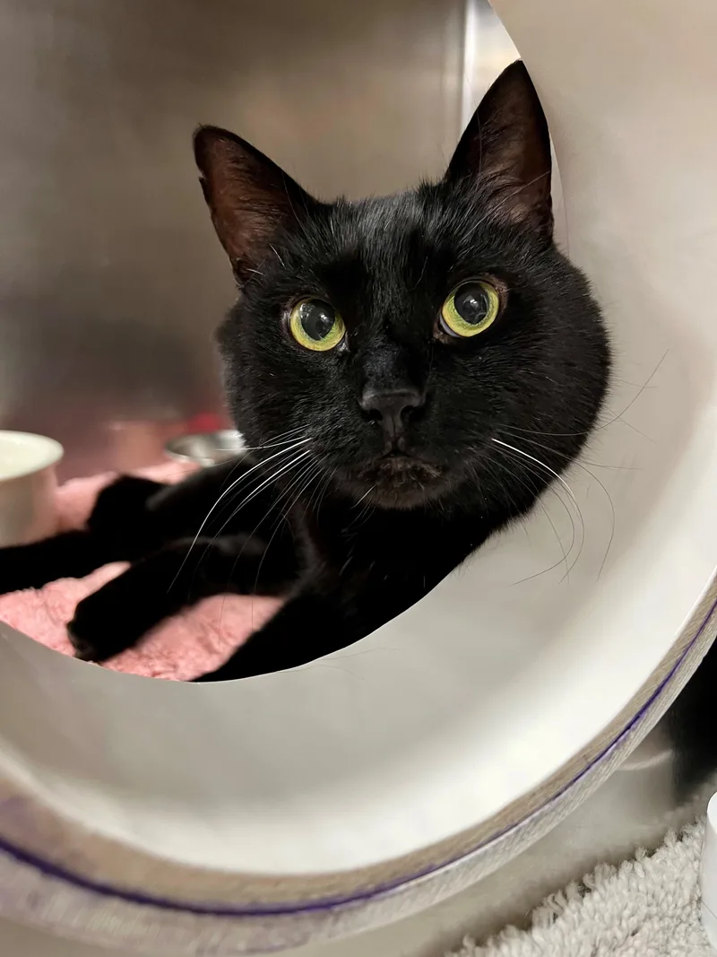 A senior large-sized male Black Domestic Short Hair cat named Nyx  Fiv+ for adoption in Frederick, MD