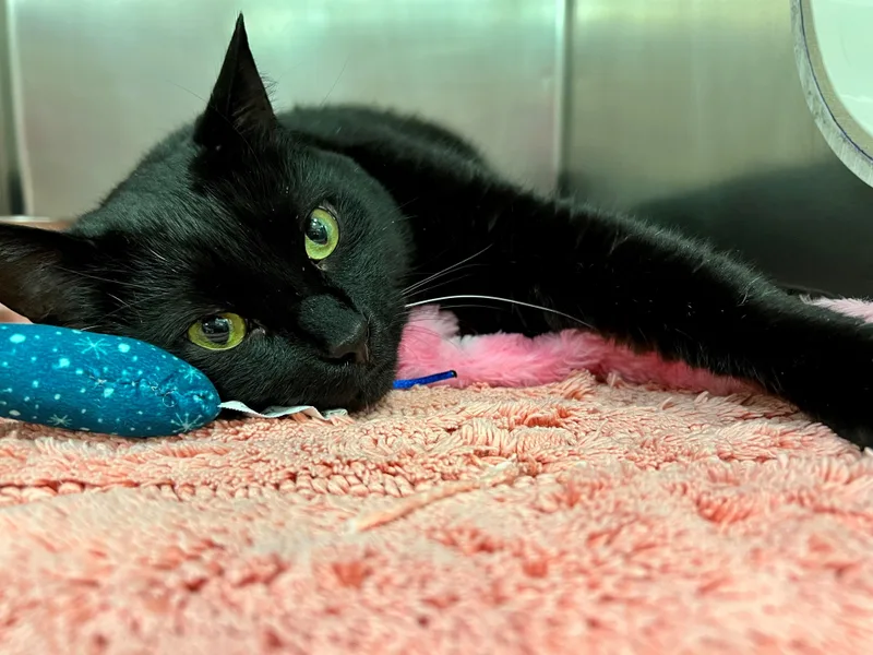 Nyx  Fiv+ thumbnail 2