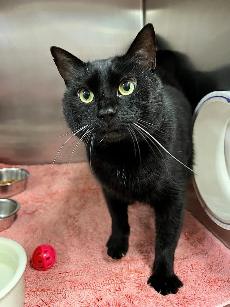 Nyx  Fiv+ thumbnail 3