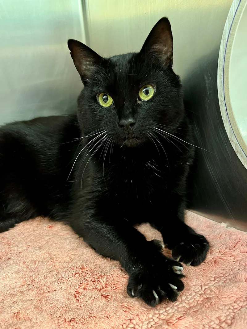 Nyx  Fiv+ thumbnail 4