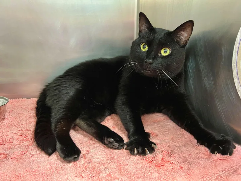 Nyx  Fiv+ thumbnail 5