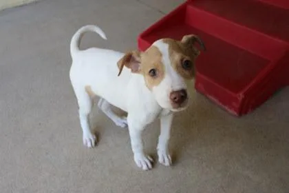 A young large-sized female Pit Bull Terrier dog named Squishmallow for adoption in Kansas City, MO
