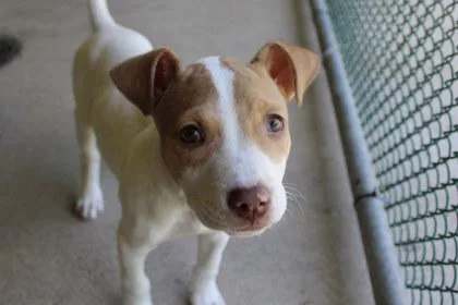 Squishmallow thumbnail 2