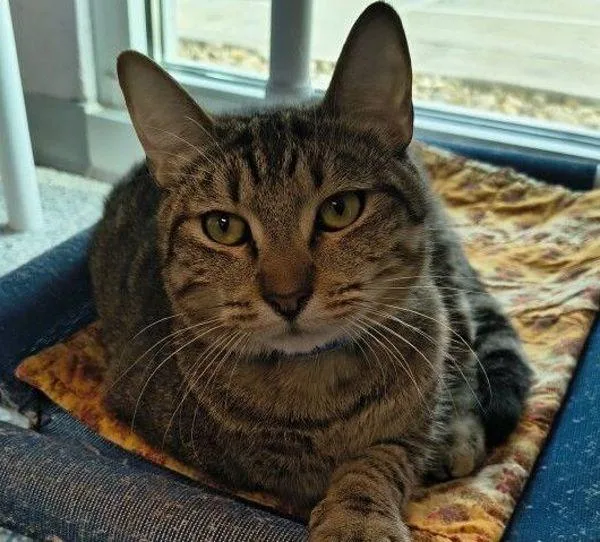 An adult medium-sized male Domestic Short Hair cat named Vinny for adoption in Stratham, NH