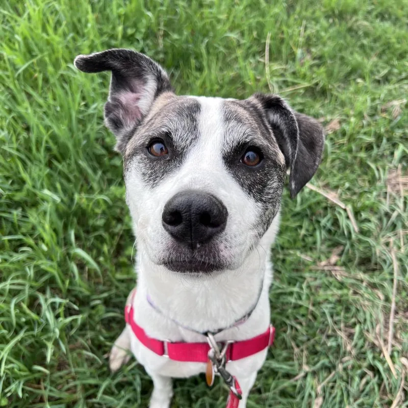 An adult medium-sized female Brindle Australian Cattle Dog / Blue Heeler dog named Alva for adoption in Chicago, IL