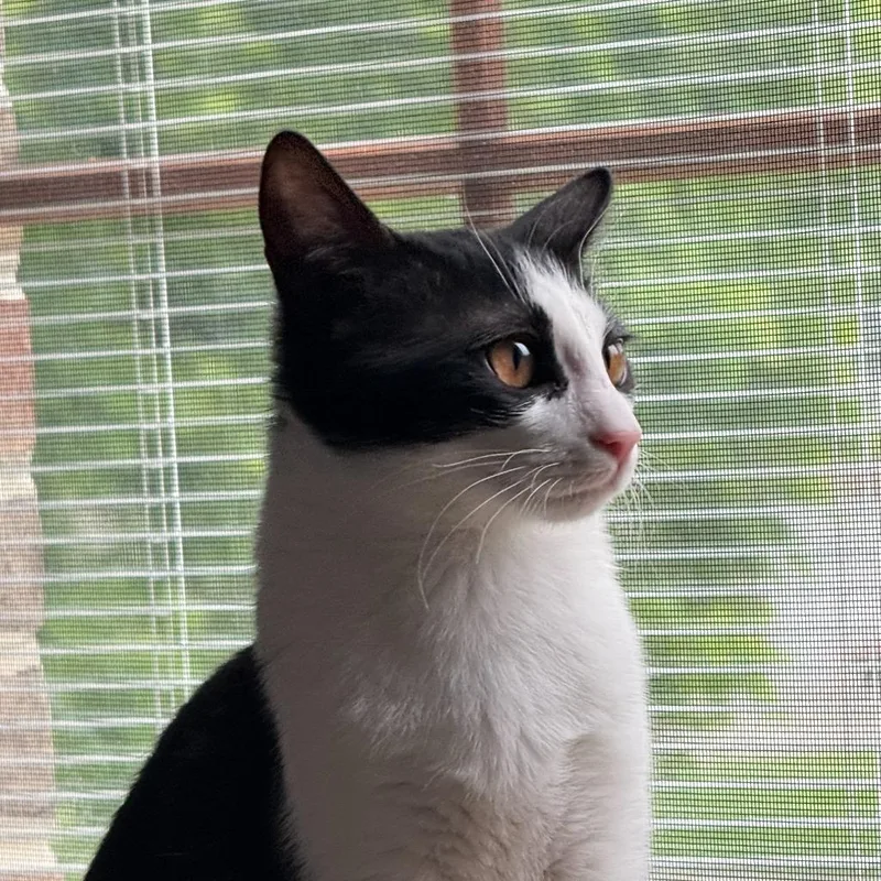 A baby medium-sized female Domestic Short Hair cat named Andrina for adoption in State College, PA