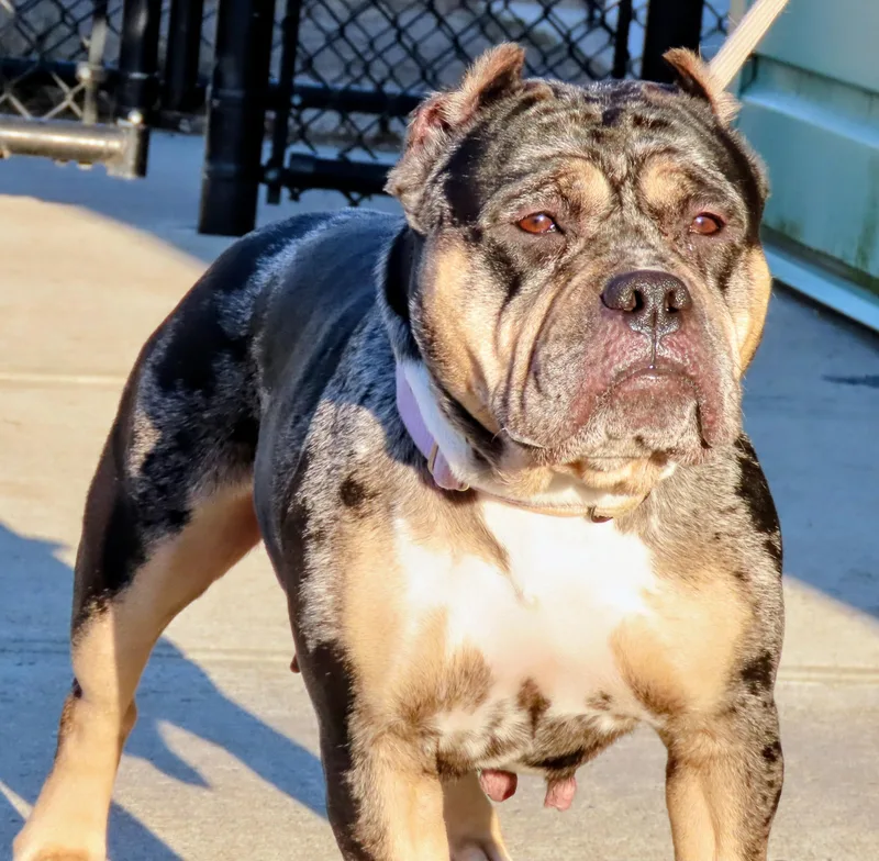 Perla