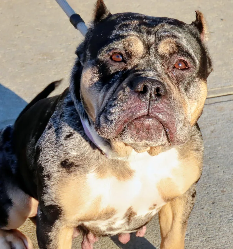 Perla thumbnail 6