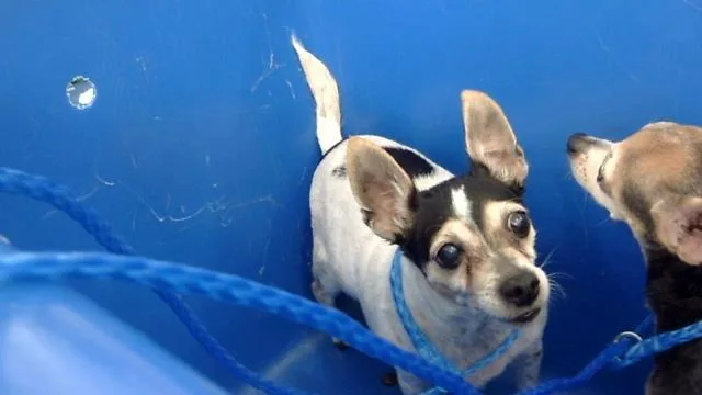 A senior small-sized female Mixed Breed dog named Mandy for adoption in Dallas, TX