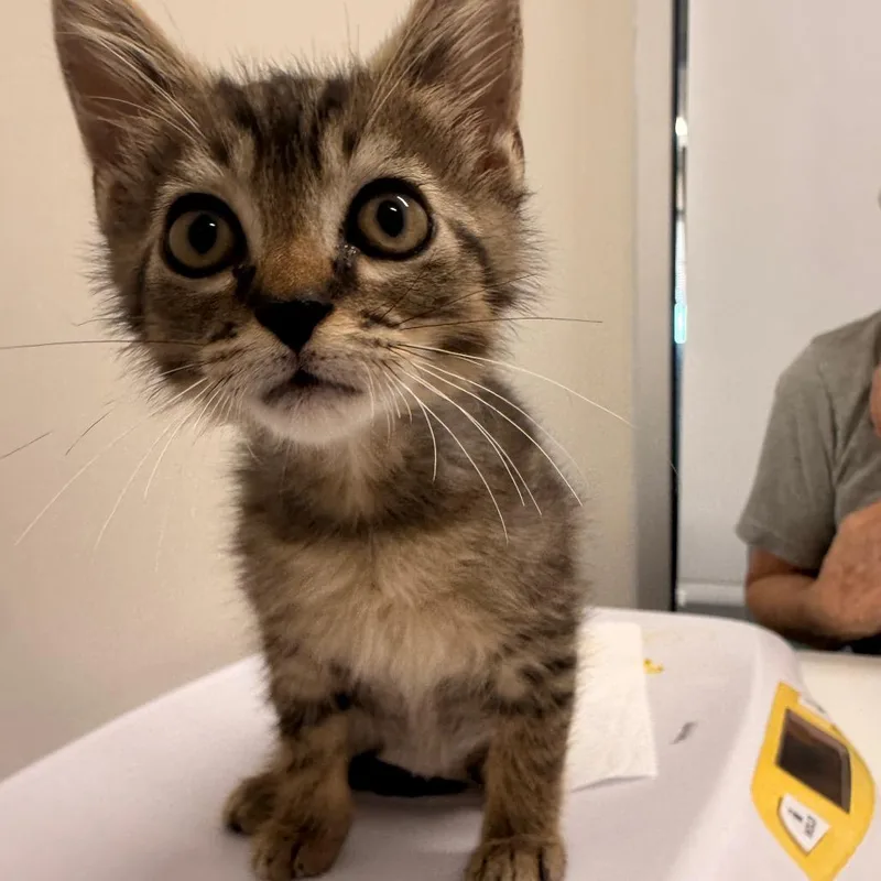 A baby small-sized male Gray / Blue / Silver Domestic Short Hair cat named Boone for adoption in Chattanooga, TN
