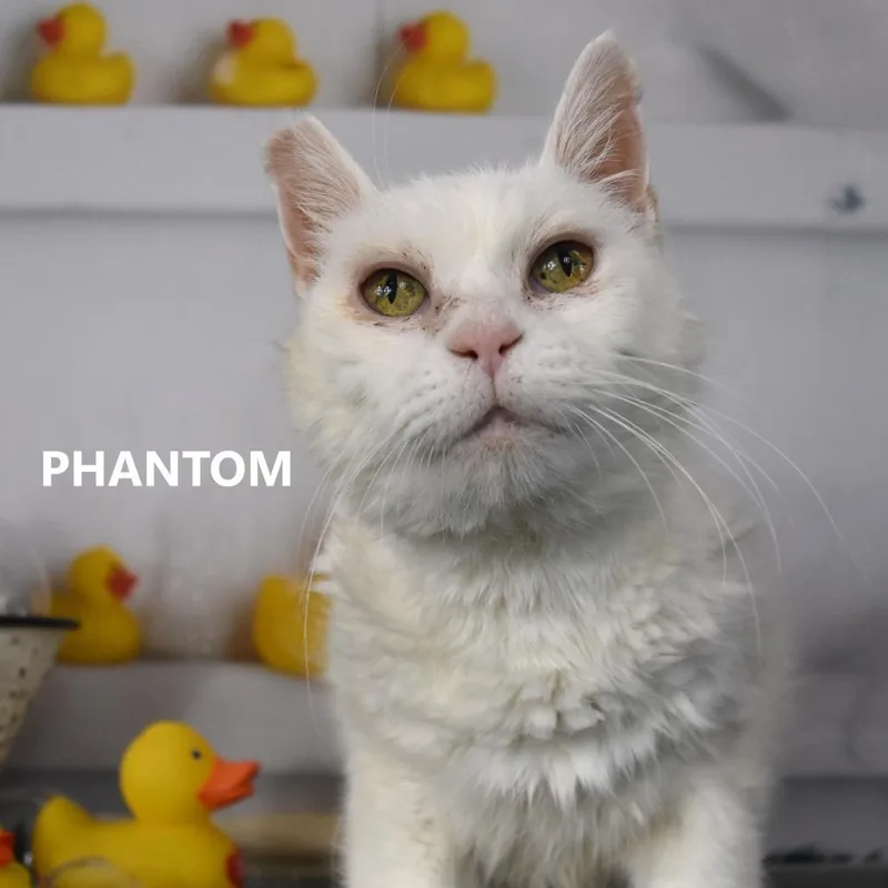 A senior medium-sized female White Domestic Medium Hair cat named Phantom for adoption in Yuma, AZ