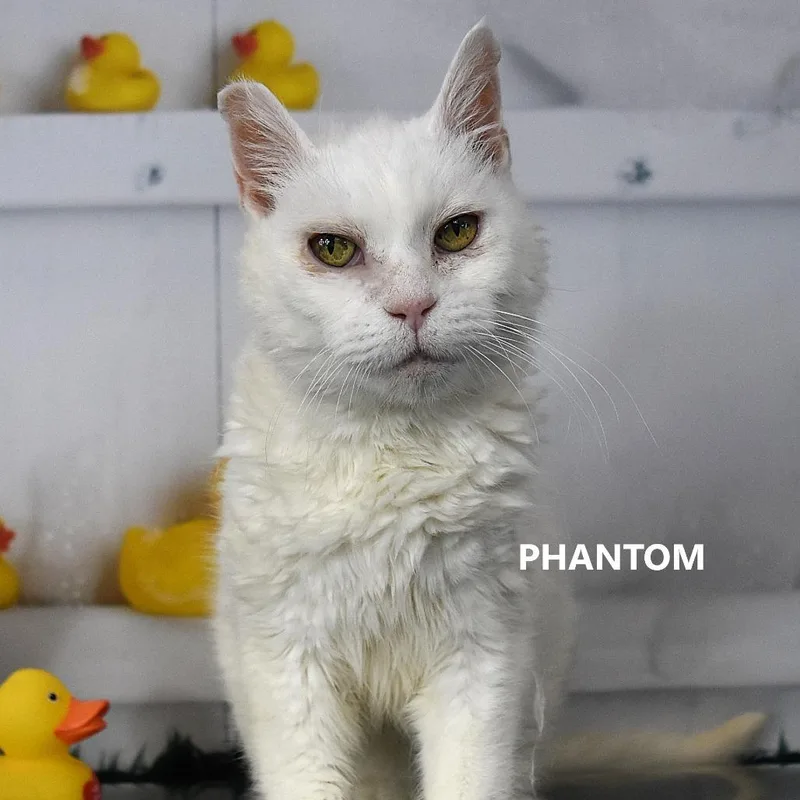 Phantom thumbnail 2