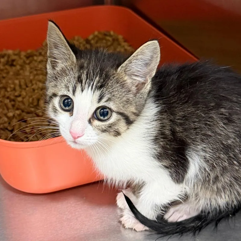 A baby small-sized female White Domestic Short Hair cat named Muchkin for adoption in Middleburg Heights , OH