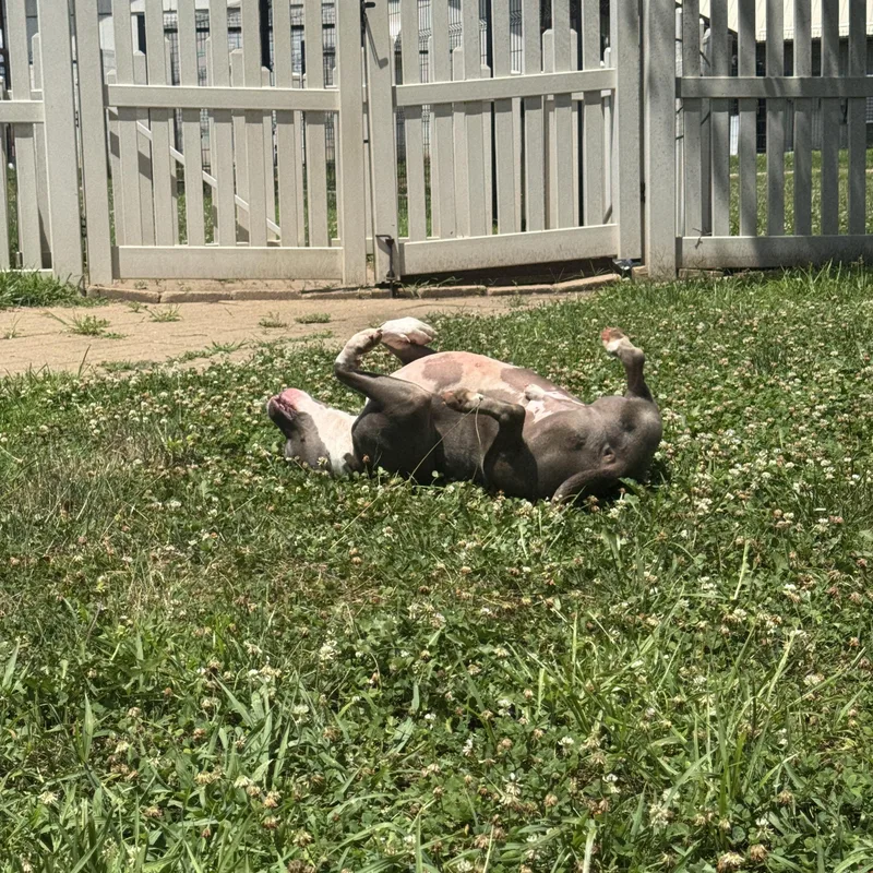 Sir Sausage Roll