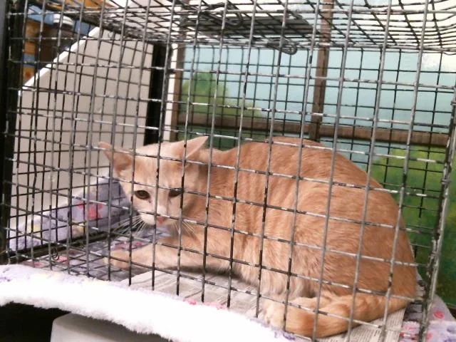 A young medium-sized male Domestic Short Hair cat named Leo for adoption in Houston, TX