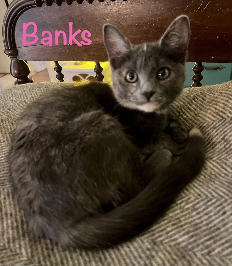 A baby medium-sized female Domestic Short Hair cat named Banks for adoption in Reston, VA