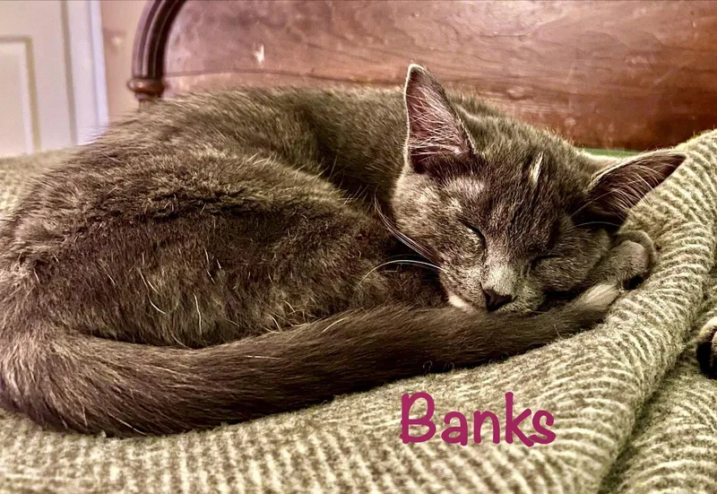 Banks thumbnail 2