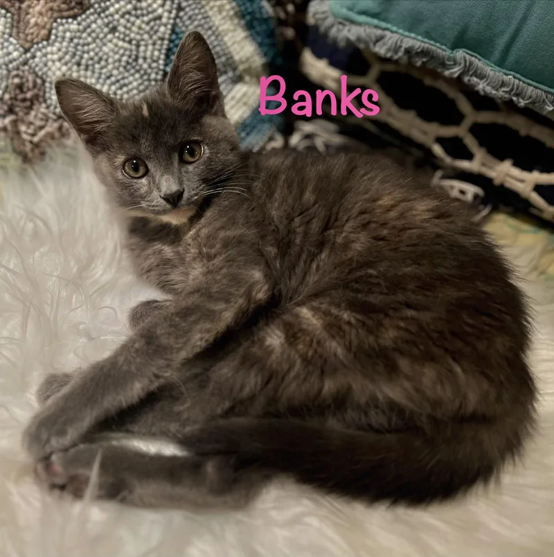 Banks thumbnail 3