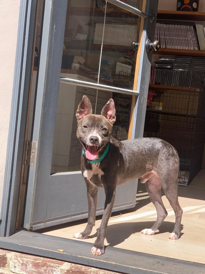 A baby medium-sized male Terrier dog named Sprout for adoption in santa monica, CA