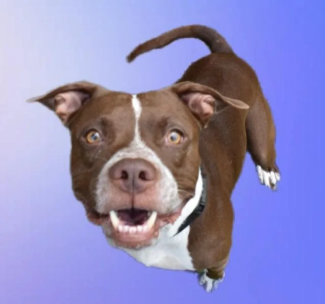 A young medium-sized male Pit Bull Terrier dog named Espresso for adoption in Sarasota, FL