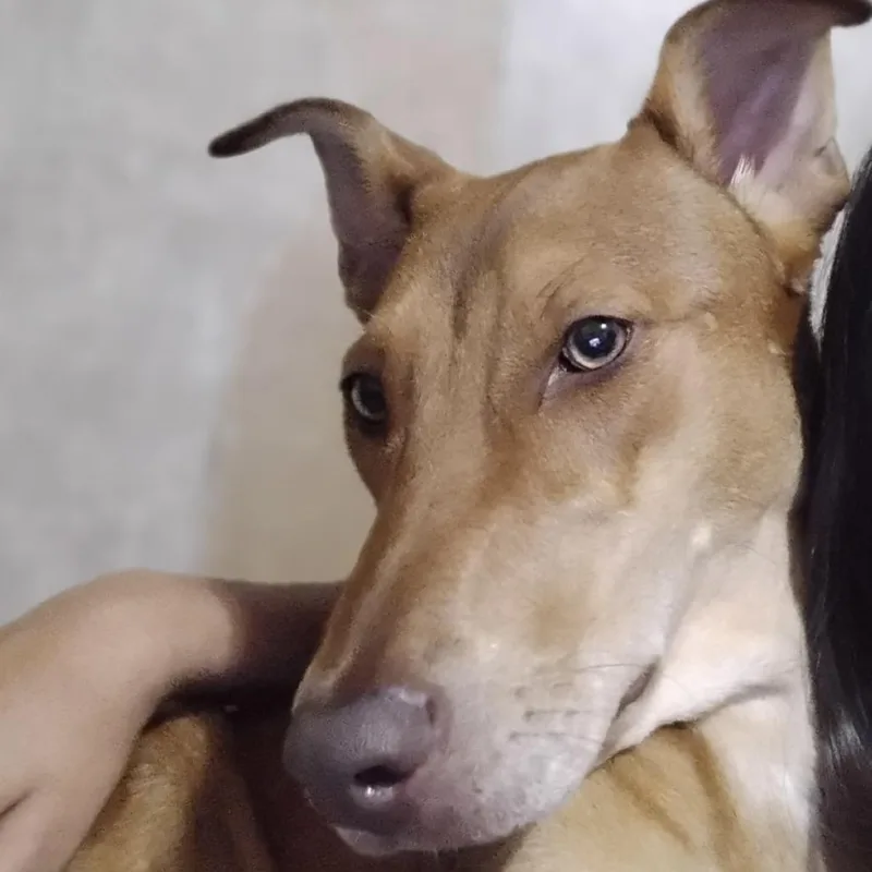 A young medium-sized female Yellow / Tan / Blond / Fawn Doberman Pinscher dog named Chip for adoption in Tulsa, OK