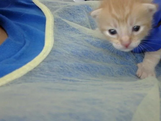 A baby medium-sized male Domestic Medium Hair cat named Garfield for adoption in Dallas, TX