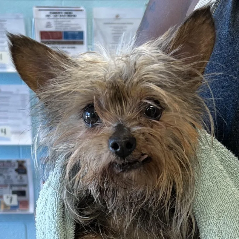 An adult small-sized female Gray / Blue / Silver Yorkshire Terrier dog named BiancaRTO for adoption in East Saint Louis, IL