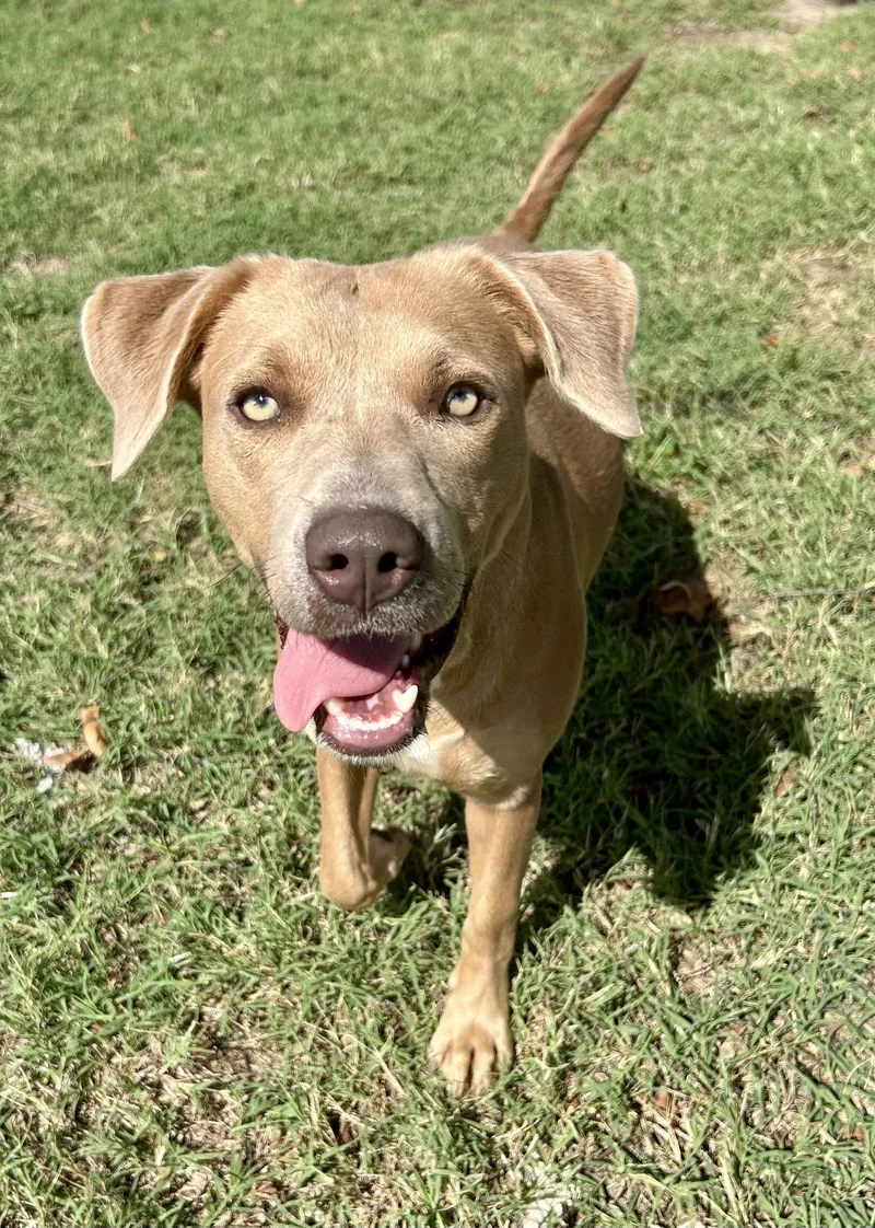 A young medium-sized female Labrador Retriever dog named Twyla for adoption in Corning, AR