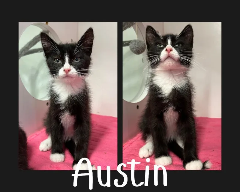 Austin thumbnail 2