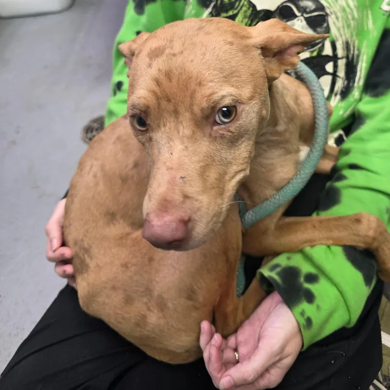 Cinnamon thumbnail 2