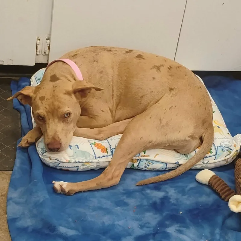 Cinnamon thumbnail 3