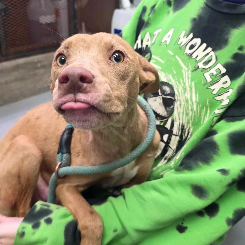 Cinnamon thumbnail 5