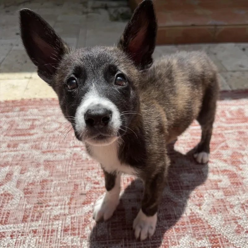 Zora